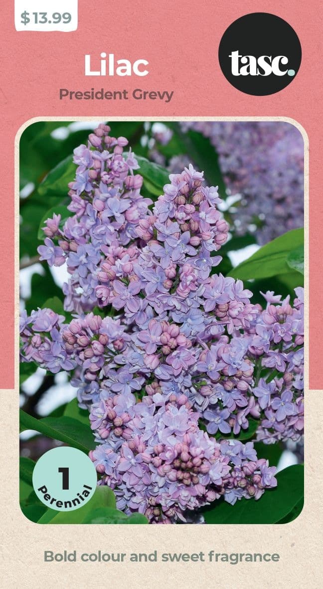 TASC President Grevy Lilac Flower Plant Bulb, Outdoor Garden