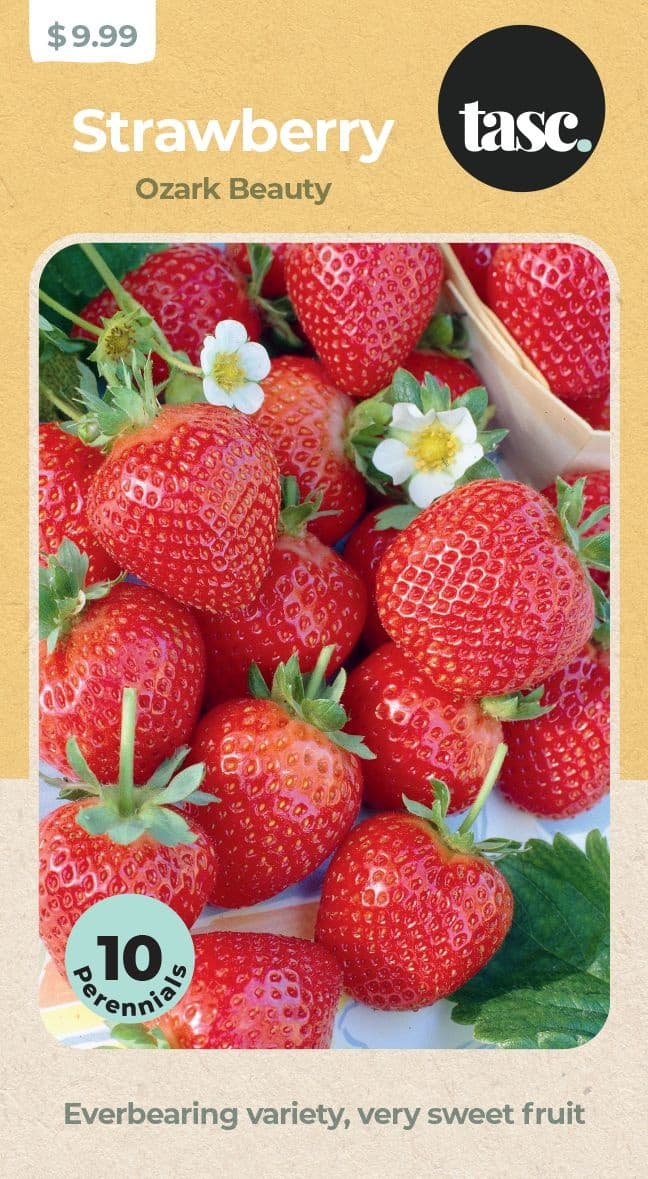 TASC Ozark Beauty Strawberry Fruit Plant, Perennial