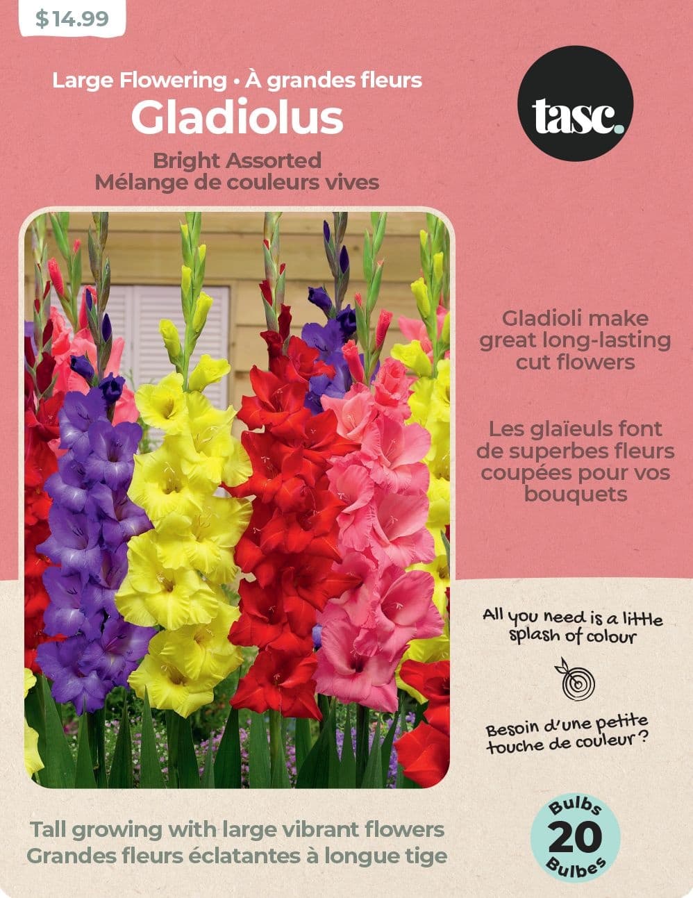 Bulbs Are Easy, Gladiolus Bright Home Garden Flowering Bulbs, Assorted Varieties
