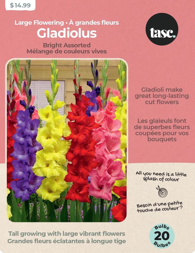 Bulbs Are Easy, Gladiolus Bright Home Garden Flowering Bulbs, Assorted Varieties