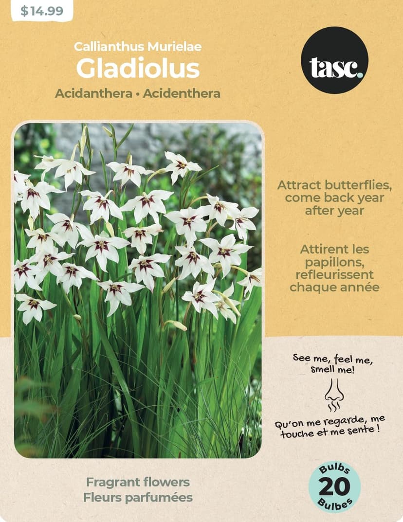 Bulbs Are Easy, Gladiolus Murielae Home Garden Flowering Bulbs, Assorted Varieties