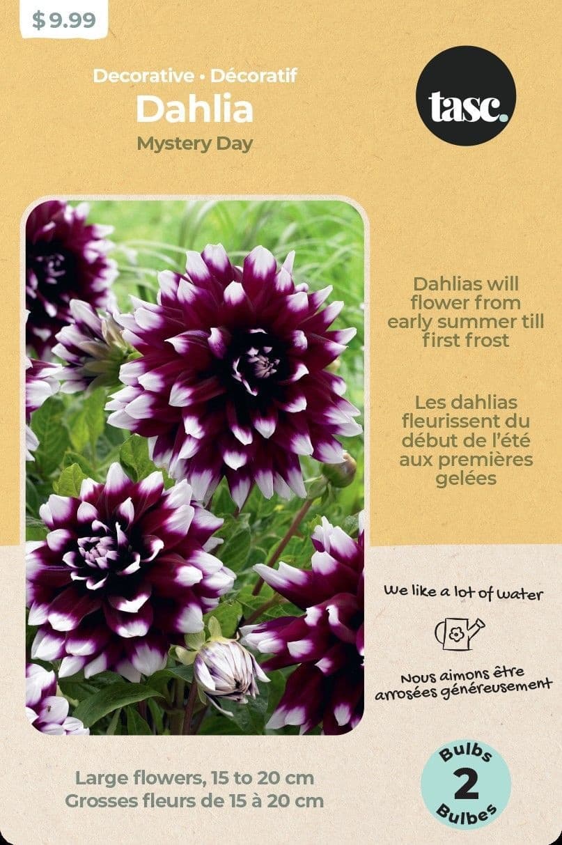 Bulbs Are Easy, Dahlia Home Garden Ready-to-Plant Flower Bulbs, Mystery Day