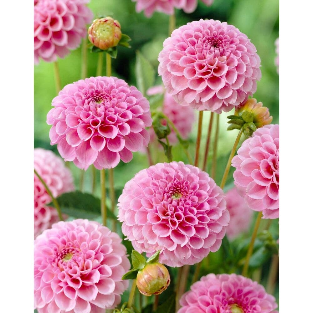 Bulbs Are Easy, Dahlia Home Garden Ready-to-Plant Flower Bulbs, Stolze Von Berlin