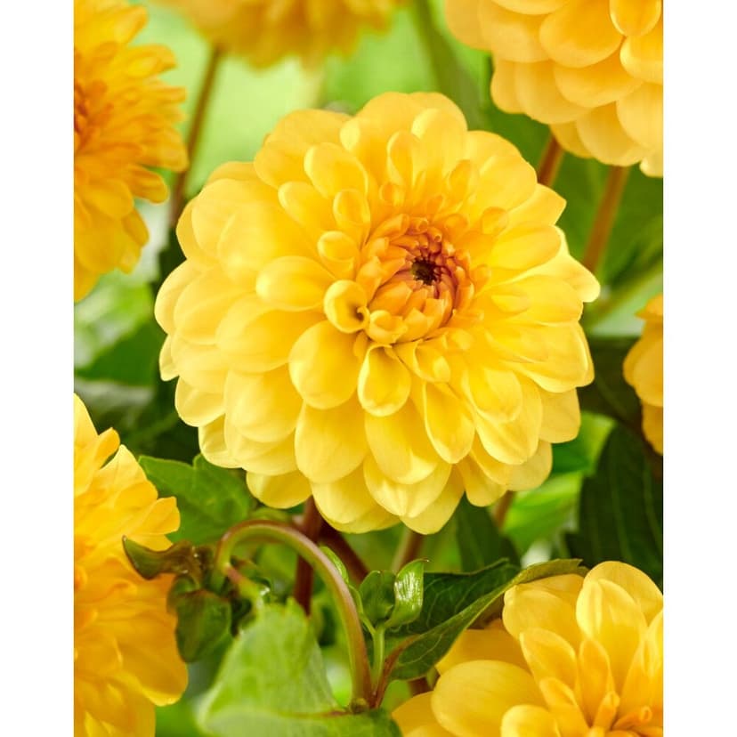 Bulbs Are Easy, Dahlia Home Garden Ready-to-Plant Flower Bulbs, Golden Scepter