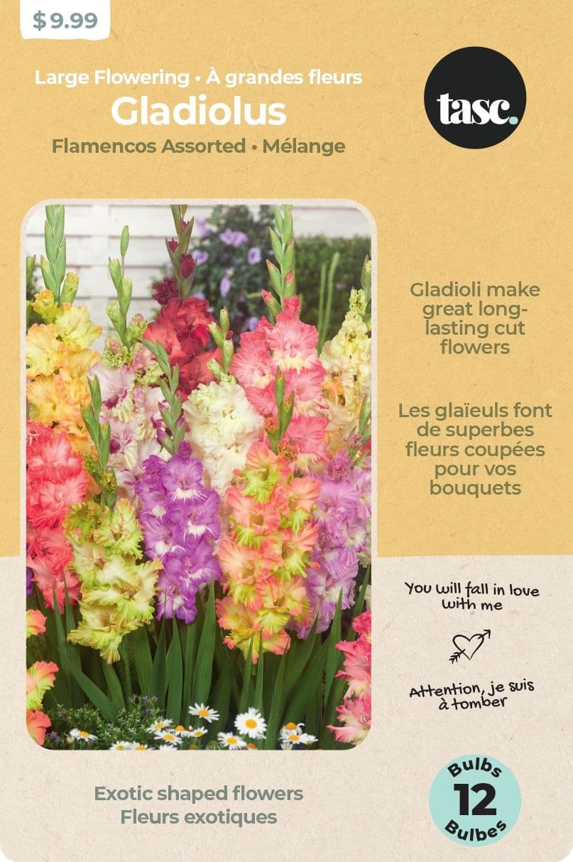 Bulbs are Easy, Gladiolus Flamencos Home Garden Ready-to-Plant Flower Bulbs, Assorted