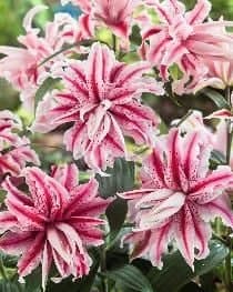 Bulbs are Easy, Lilium Magic Star, Ready to Plant for Your Home Garden