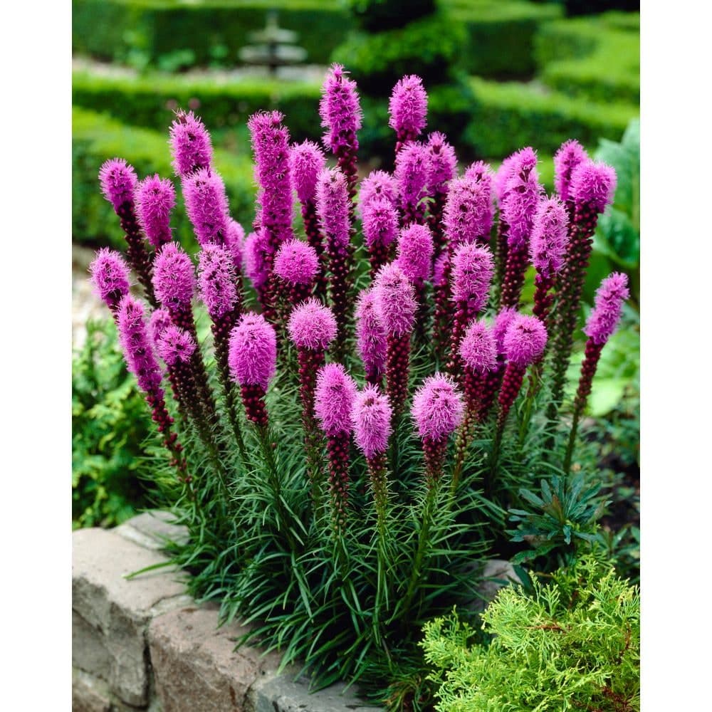Bulbs are Easy, Liatris Home Garden Ready-to-Plant Flower Bulbs