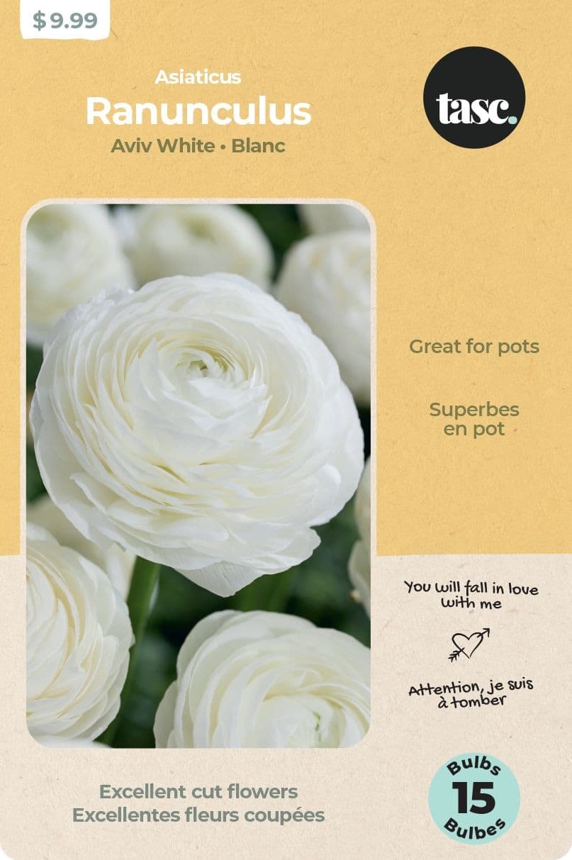 Bulbs are Easy, Ranunculus Aviv Bulbs, Great for Pots, White