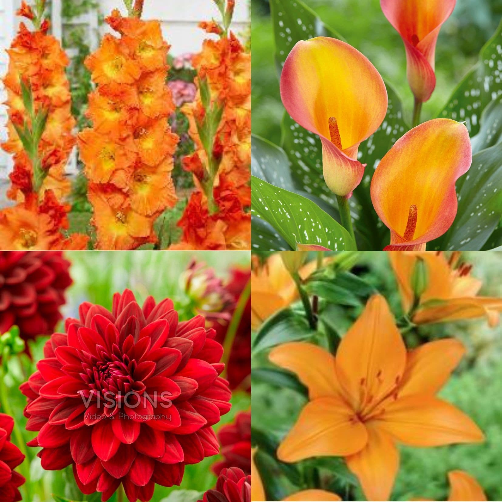 TASC Summer Border Collection, Assorted Bulbs