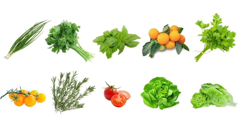 Jardin Best Sellers Indoor/Hydroponic Vegehome Pod Bundle, 20-pc