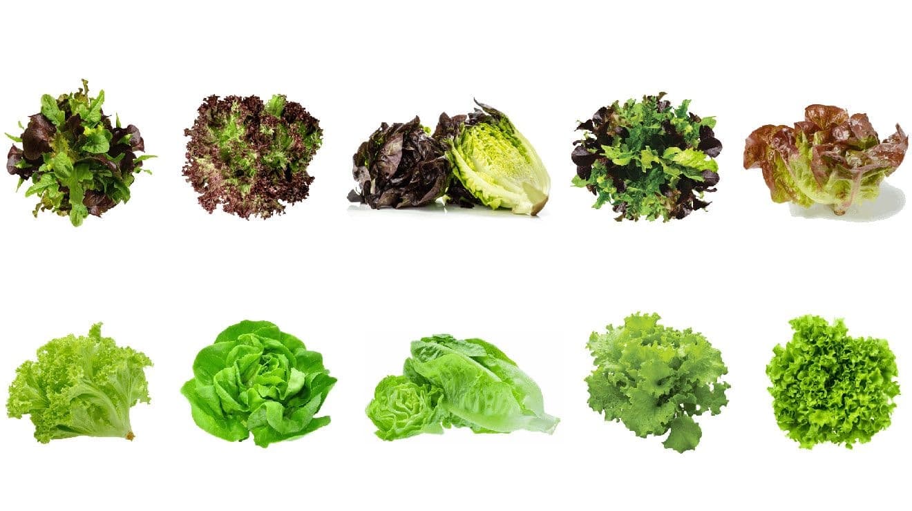 Jardin Indoor/Small-Space Gourmet Lettuce Vegehome Pod Bundle, 20-pc