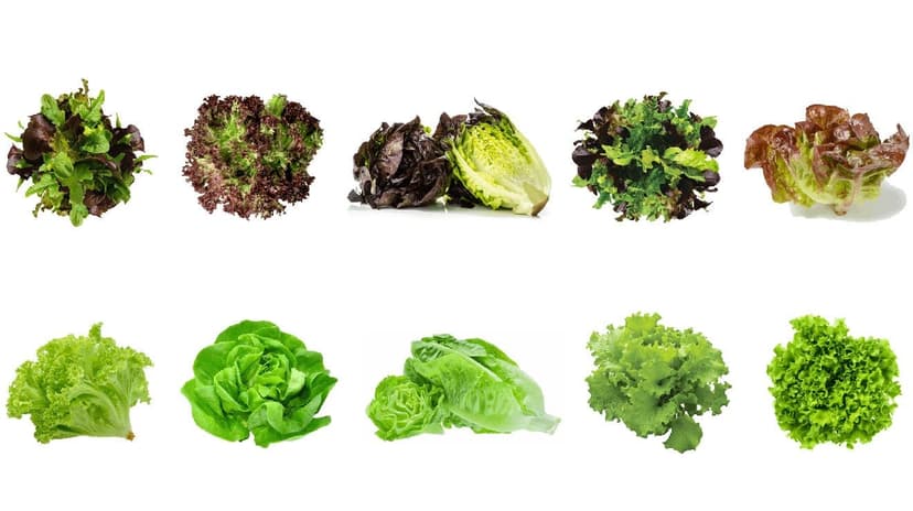 Jardin Indoor/Small-Space Gourmet Lettuce Vegehome Pod Bundle, 20-pc