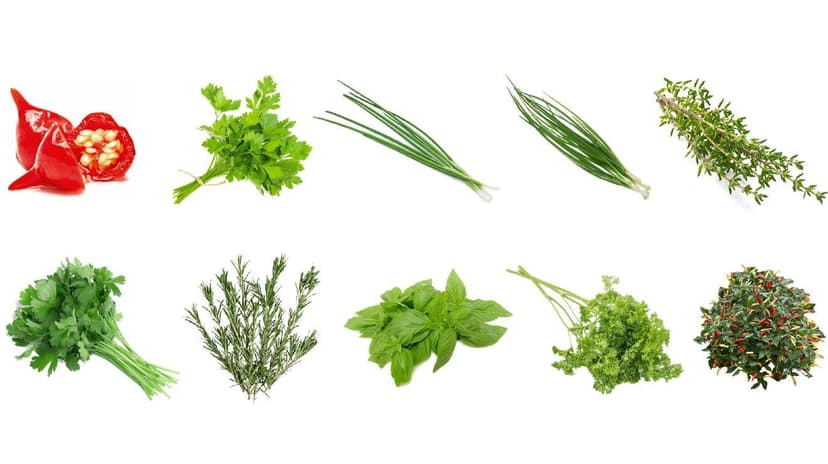 Jardin Indoor/Outdoor Gourmet Herb Vegehome Pod Bundle, 20-pc