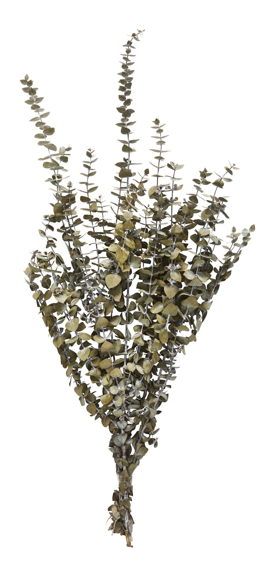 Natural Woodland Botanicals Indoor/Outdoor Christmas Décor Dried Eucalyptus Bundle, 6-in